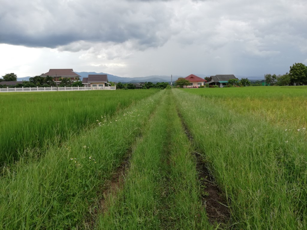 SS199��·������ͷ��1-2-00���Դ�ҧ�Ҹ�ó����ª��������Ҩҡ�ҧ��ǧ�����§����-�����(1001)���зҧ����ҳ400���� �����ŧ���Ѩ�غѹ����繷����»�١�ѡ�����繷��Թ����������ҹ���������պ�ҹ��