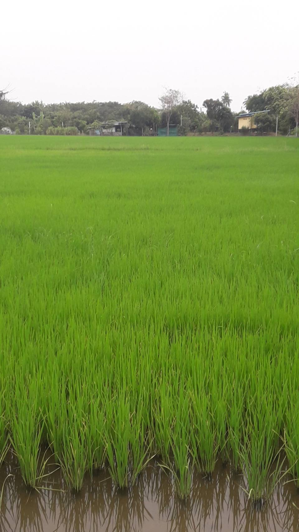 ขายที่ดินชัยนาท 8 ไร่ ราคา 42 ล้านบาท สนใจโทร 093 914 9962 ขายที่ดินชัยนาท 8 ไร่ ราคา 42 ล้านบาท สนใจโทร 093 914 9962