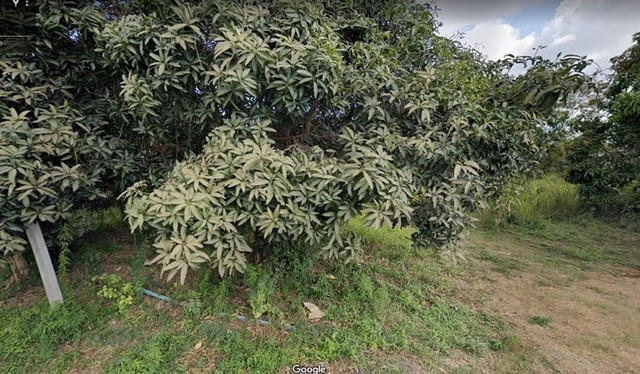 ��� ���Թ���� 13 ��� 237.2 ��.�� �.��ٵ���ǧ �.�ѵ�պ �ź��� ���Թ��� ��������´��Ѿ�� 