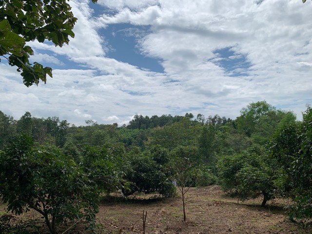 ขายที่ดินสวนลำใยและต้นสัก  เนื้อที่ 3-0-83.9 ไร่ ใกล้วิทยาลัยเทคนิคปัว  จ.น่าน บรรยากาศดี เงียบสงบ วิวธรรมชาติ  ZN579 ขายที่ดินสวนลำใยและต้นสัก  เนื้อที่ 3-0-83.9 ไร่ ใกล้วิทยาลัยเทคนิคปัว  จ.น่าน บรรยากาศดี เงียบสงบ วิวธรรมชาติ  ZN579