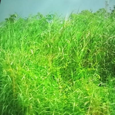 ที่ดิน 15-2-09 ไร่ ตำบลคลองหนึ่ง อำเภอคลองหลวง จังหวัดปทุมธานี ที่ดิน 15-2-09 ไร่ ตำบลคลองหนึ่ง อำเภอคลองหลวง จังหวัดปทุมธานี