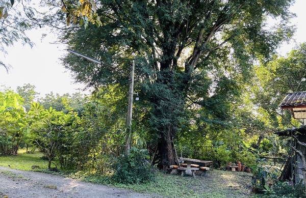  ��·��Թ�������ҹ�ǹ ��ͧ ���ͷ�� 1��� 13 ��.�. [M25662] �.��ºҴ�� �.ž����  