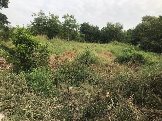 ขายที่ดินสวยทำเลดีใกล้เซ็นทรัลอยุธยา เนื้อที่ 101 ตารางวา ขายที่ดินสวยทำเลดีใกล้เซ็นทรัลอยุธยา เนื้อที่ 101 ตารางวา