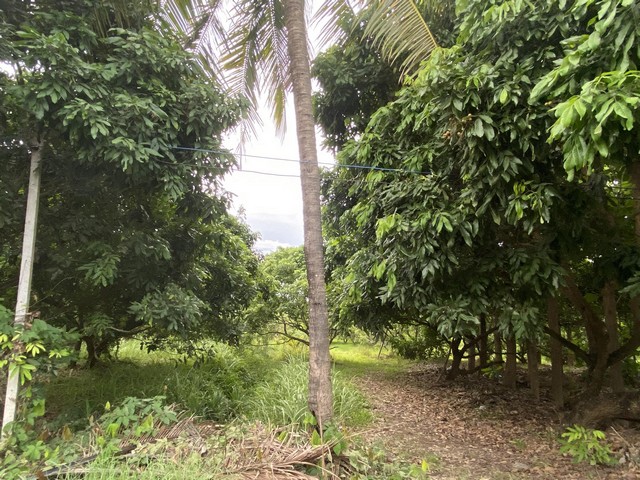 ��·��Թ3-3-55��� 4.665�. �ǹ���� �.����ا ����� ��§����