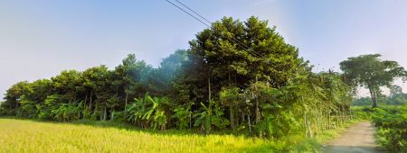 ขายที่ดิน ปลูกต้นยางนา ขายที่ดิน ปลูกต้นยางนา