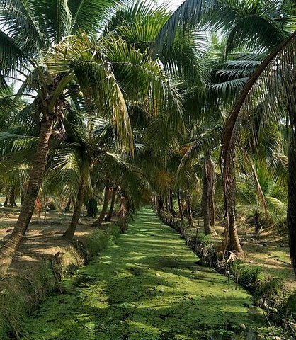 ขายที่ 5 ไร่เศษ ถมแล้วบางส่วน ต.สาวชะโงก อ.บางคล้า จ.ฉะเชิงเทรา ขายที่ 5 ไร่เศษ ถมแล้วบางส่วน ต.สาวชะโงก อ.บางคล้า จ.ฉะเชิงเทรา