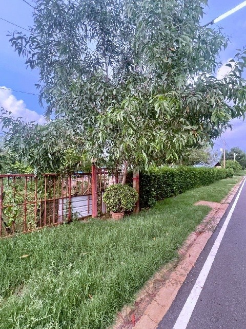 รีบใช้เงิน คลอง 14-15 หนองเสือ 250 ตร.วา ติดถนนสาธารณะ ขาย ที่ดิน รีบใช้เงิน คลอง 14-15 หนองเสือ 250 ตร.วา ติดถนนสาธารณะ ขาย ที่ดิน