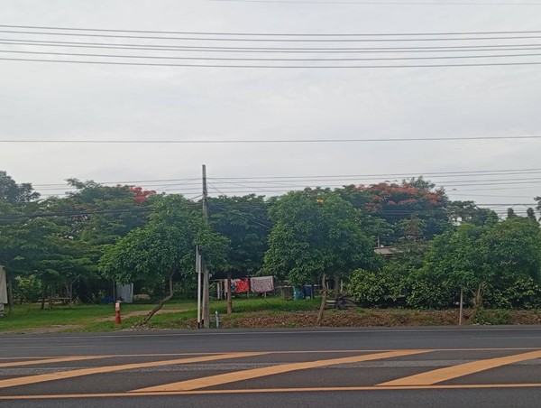 ��´�ǹ! ���Թ�ǹ�ɵü����ҹ���������� �.�Ѳ�ҹԤ� �.ž���� �������ҹ�����觻�١���ҧ�ú��ѹ �� 063-3832910