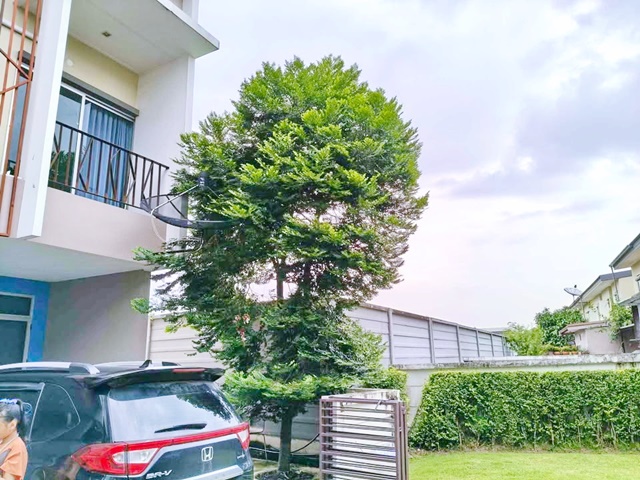 �ʹ���� 3�͹ 2���� ���ҹ���-���Ѳ�� ������������ ��ǹ���� 2 ��