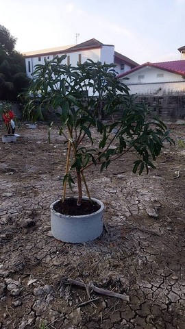 ขายที่ดินสวย ใกล้ทางด่วน เข้าซอย 150 ม. งามวงศ์วาน 15 1 ไร่ ตรว 9 ขายที่ดินสวย ใกล้ทางด่วน เข้าซอย 150 ม. งามวงศ์วาน 15 1 ไร่ ตรว 9