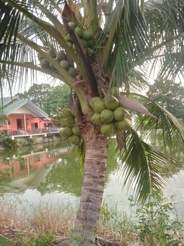 บ้านชั้นเดี่ยว เล่นระดับ 50ตรว. วิวบ่อปลา อยู่อ.บางเลน นครปฐม บ้านชั้นเดี่ยว เล่นระดับ 50ตรว. วิวบ่อปลา อยู่อ.บางเลน นครปฐม