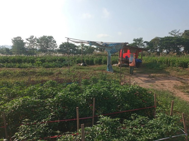 ที่ดินบ้านเจ้าของขายเอง ขายที่ติดแม่น้ำน่าน อ.ท่าวังผา น่าน 09688 ที่ดินบ้านเจ้าของขายเอง ขายที่ติดแม่น้ำน่าน อ.ท่าวังผา น่าน 09688