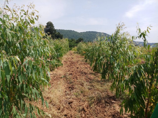 ��·��Թ �.ž���� �.��ʹ�� �.��ʹ��  24 ���  ���������ͺ�ͺ���