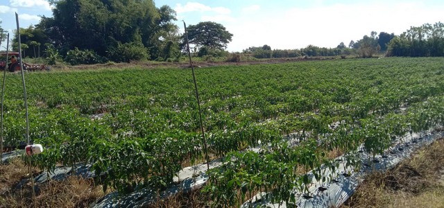 �͡��·��Թ�շ�������� ��·��Դ���⢧ �.�ش�� ⾹����� ˹ͧ���