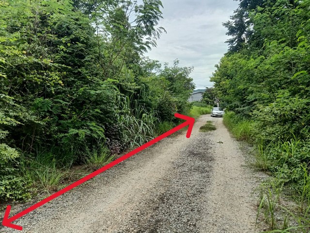 ขายที่ดินเปล่า 186ว. 651,000บ. ซุปเปอร์2.2กม. ป่าสัก เมืองลำพูน ขายที่ดินเปล่า 186ว. 651,000บ. ซุปเปอร์2.2กม. ป่าสัก เมืองลำพูน