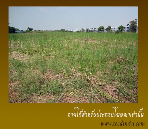 ขายที่ดิน 4+12 ไร่ พุทธมณฑลสาย 4 เหมาะทำโรงงาน ขายที่ดิน 4+12 ไร่ พุทธมณฑลสาย 4 เหมาะทำโรงงาน